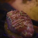 Goldmeister Chalice Coral (UK Grown)