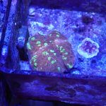 Goldmeister Chalice Coral (UK Grown)