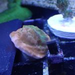 Tropic Thunder Montipora (UK grown)