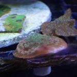 Tropic Thunder Montipora (UK grown)