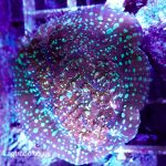 Goldmeister Chalice Coral (UK Grown)