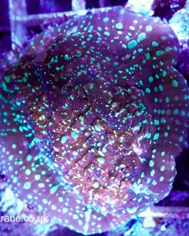 Goldmeister Chalice Coral (UK Grown)
