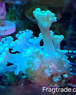 Yellow Alveopora mini colony (UK Grown)