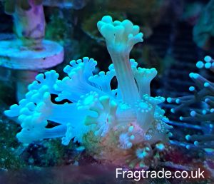 Yellow Alveopora mini colony (UK Grown)