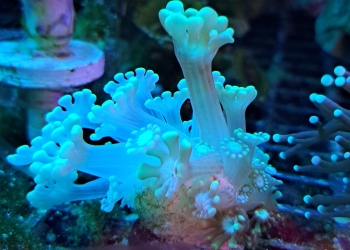 Yellow Alveopora mini colony (UK Grown)