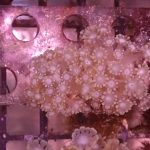 Yellow Alveopora mini colony (UK Grown)