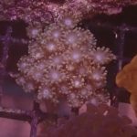 Yellow Alveopora mini colony (UK Grown)