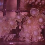 Yellow Alveopora mini colony (UK Grown)