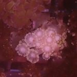 Yellow Alveopora mini colony (UK Grown)