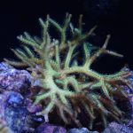 Bird’s Nest Seriatopora – 1 Head (UK Grown)