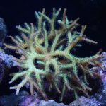 Bird’s Nest Seriatopora – 1 Head (UK Grown)