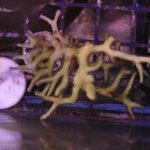 Bird’s Nest Seriatopora – 1 Head (UK Grown)