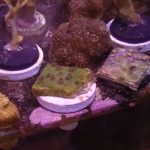 WYSIWYG Strawberry Shortcake Cyphastrea (Home Grown)
