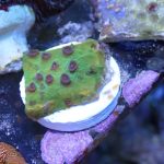 WYSIWYG Strawberry Shortcake Cyphastrea (Home Grown)