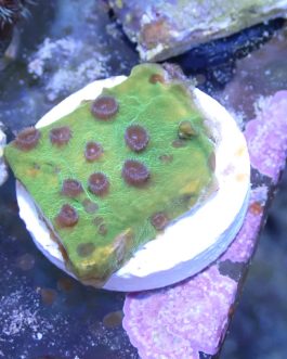 WYSIWYG Strawberry Shortcake Cyphastrea (Home Grown)
