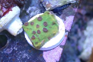 WYSIWYG Strawberry Shortcake Cyphastrea (Home Grown)