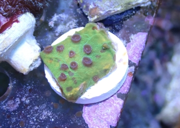 WYSIWYG Strawberry Shortcake Cyphastrea (Home Grown)