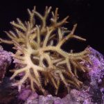 Bird’s Nest Seriatopora – 1 Head (UK Grown)