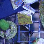 WYSIWYG Strawberry Shortcake Cyphastrea (Home Grown)