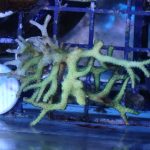 Bird’s Nest Seriatopora – 1 Head (UK Grown)