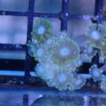 Yellow Alveopora mini colony (UK Grown)