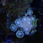 Yellow Alveopora mini colony (UK Grown)