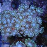 Yellow Alveopora mini colony (UK Grown)
