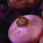 Rasta zoa 1 polyp (UK grown)
