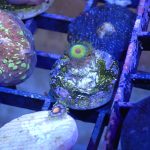 Rasta zoa 1 polyp (UK grown)