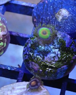 Rasta zoa 1 polyp (UK grown)