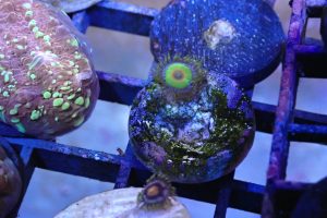 Rasta zoa 1 polyp (UK grown)