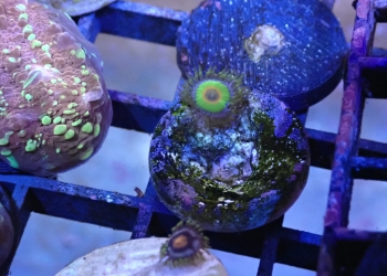 Rasta zoa 1 polyp (UK grown)
