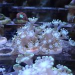 Yellow Alveopora mini colony (UK Grown)
