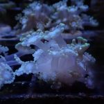 Yellow Alveopora mini colony (UK Grown)