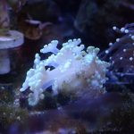 Yellow Alveopora mini colony (UK Grown)