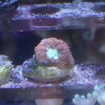 WYSIWYG 1.0″ Red Favia Frag (UK Grown)