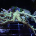 Bird’s Nest Seriatopora – 1 Head (UK Grown)