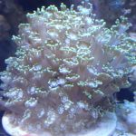 Yellow Alveopora mini colony (UK Grown)