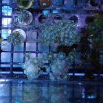 Yellow Alveopora mini colony (UK Grown)