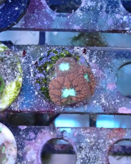 WYSIWYG 1.0" Red Favia Frag (UK Grown)