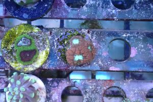 WYSIWYG 1.0" Red Favia Frag (UK Grown)