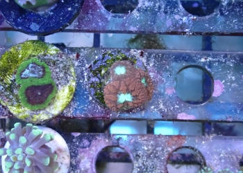 WYSIWYG 1.0″ Red Favia Frag (UK Grown)