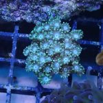 Yellow Alveopora mini colony (UK Grown)