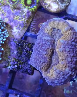 Orange Lobophyllia - 1 head (UK Grown)