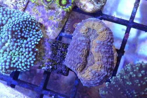 Orange Lobophyllia - 1 head (UK Grown)