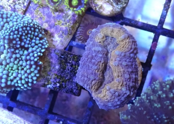Orange Lobophyllia – 1 head (UK Grown)