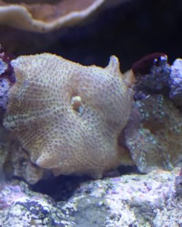 FT Leopard Mushroom (UK Grown)