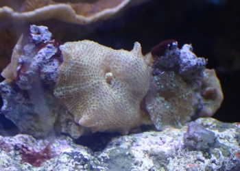 FT Leopard Mushroom (UK Grown)