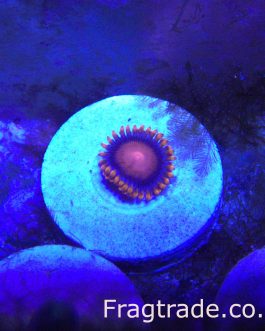 Bam Bam Zoanthid (UK Grown)