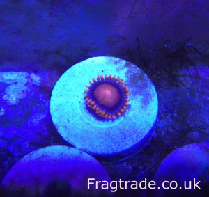 Bam Bam Zoanthid (UK Grown)
